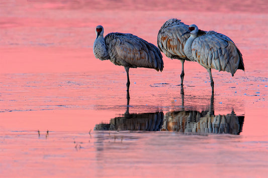 Sandhill Morning