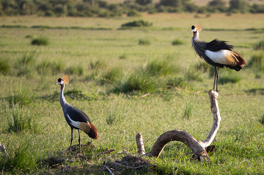 Crowned Cranes