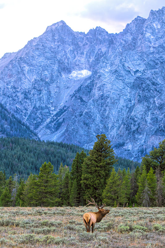 Teton Bull