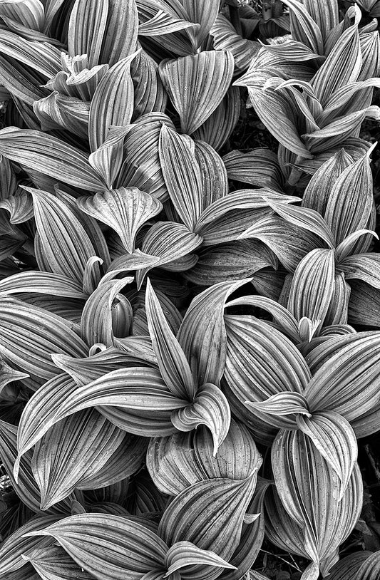 False Hellebore