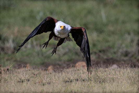 Take off Fish Eagle