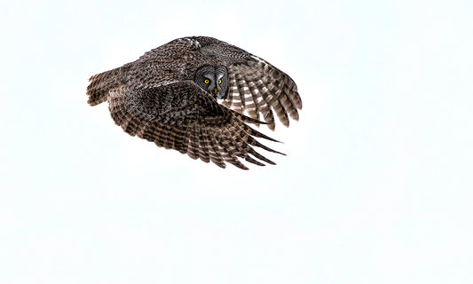 Snow Flight