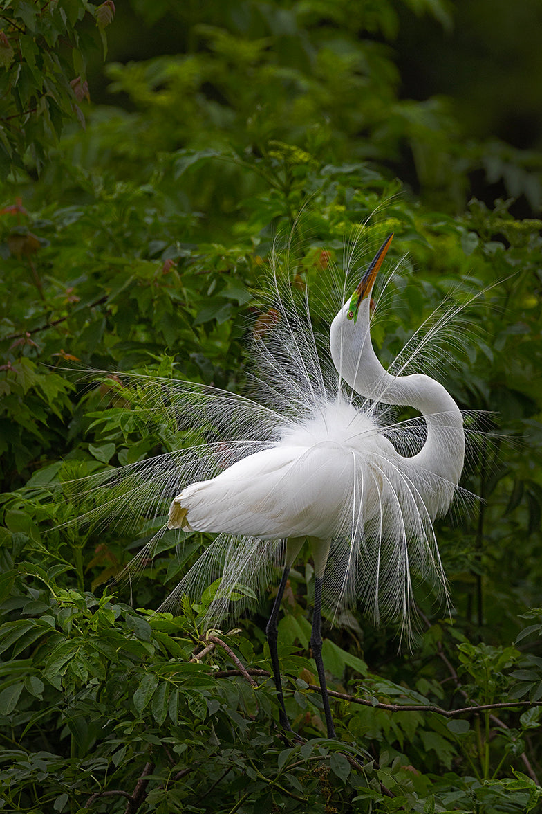 Mating Dance