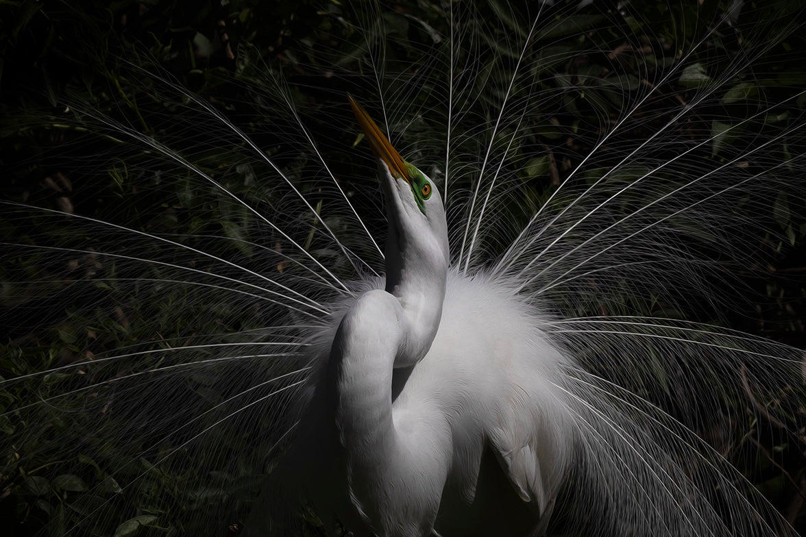 Mating Dance II