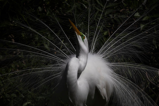 Mating Dance II