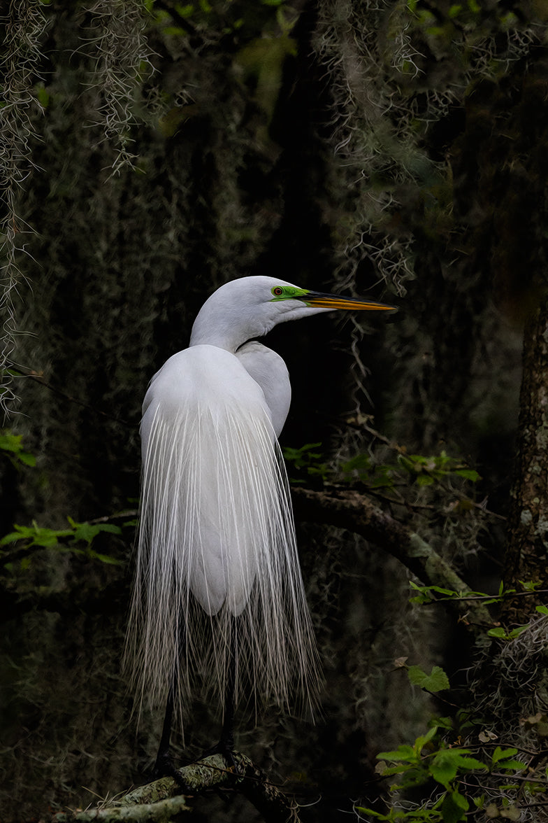 Moss & Egret (Copy)