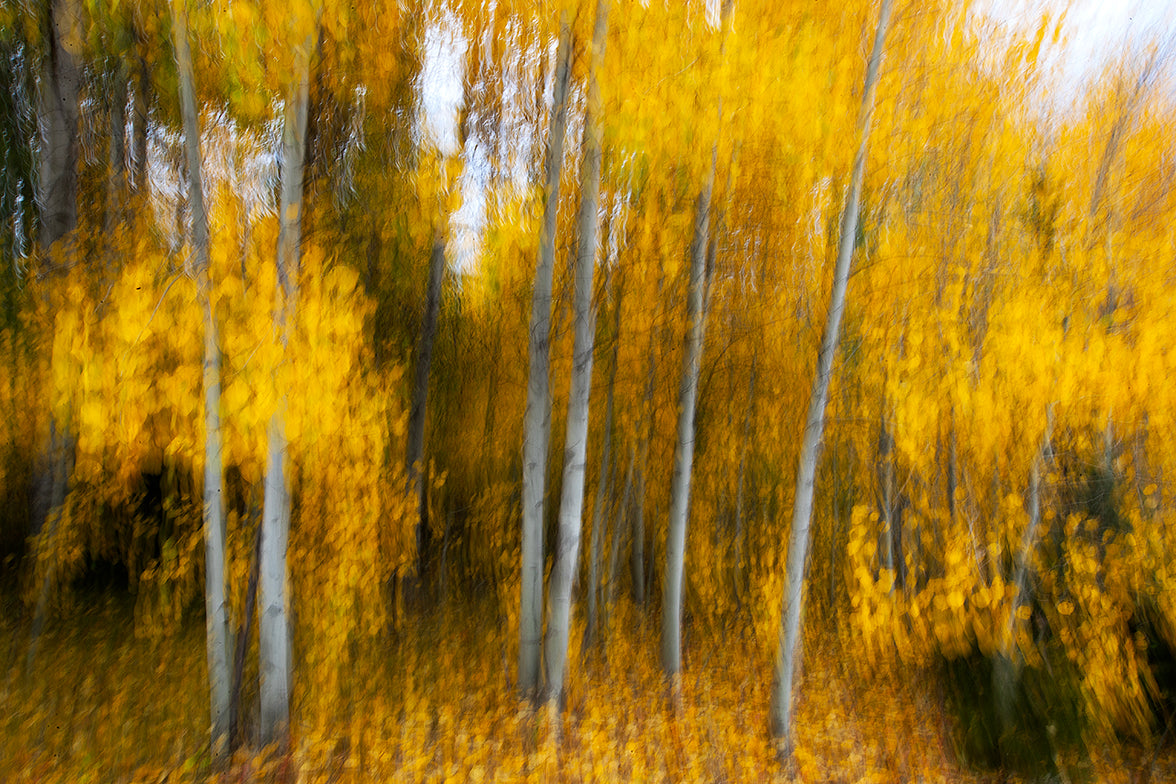 Aspen Wind