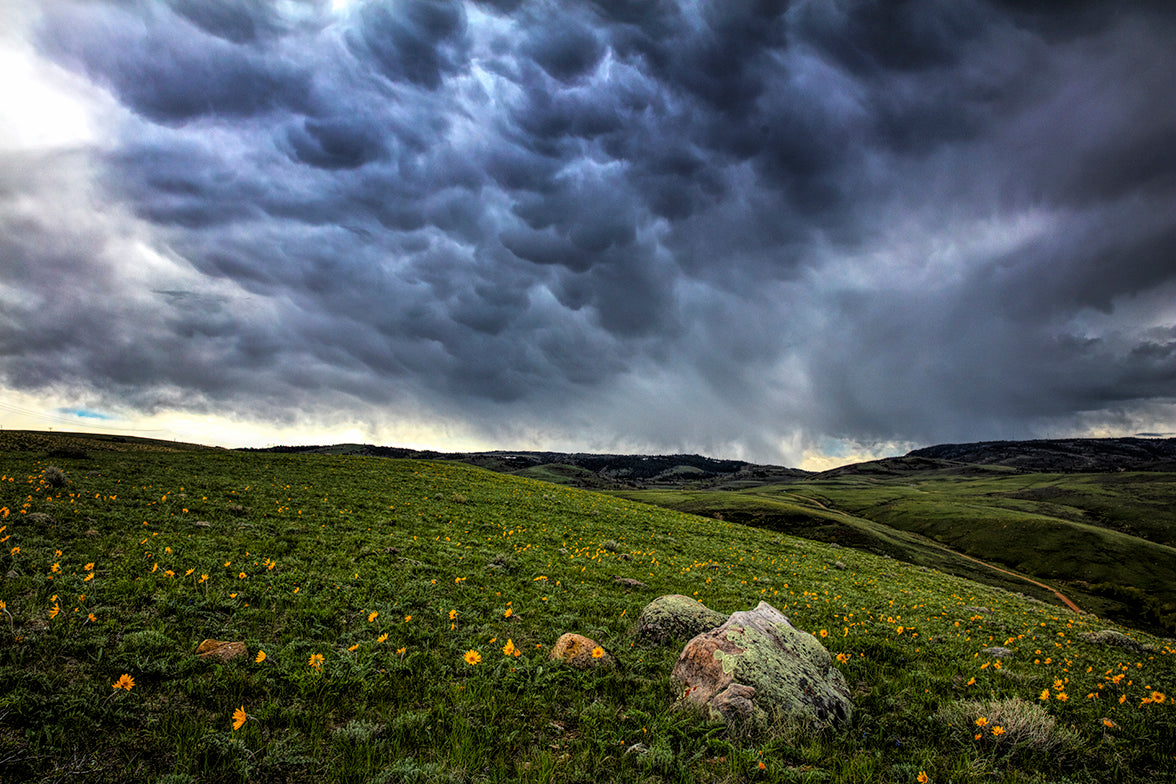 Sunflowers & Storm