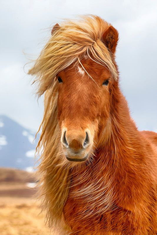 Icelandic Horse lll