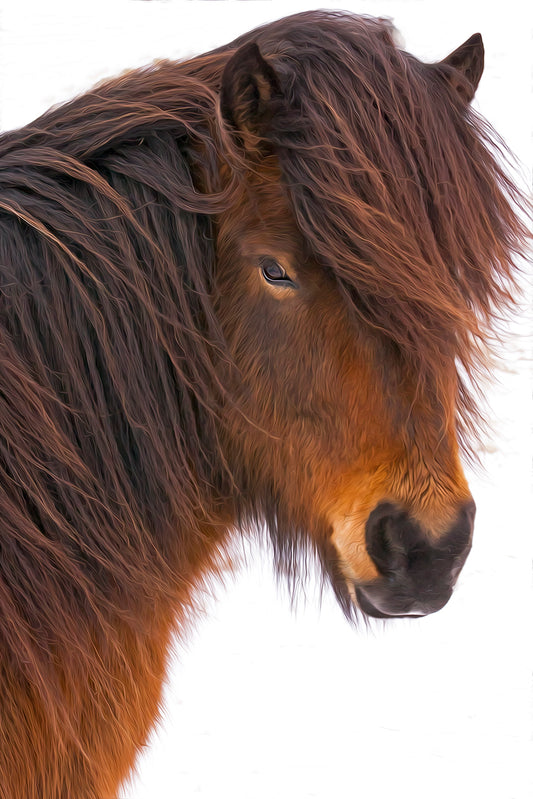 Icelandic Horse