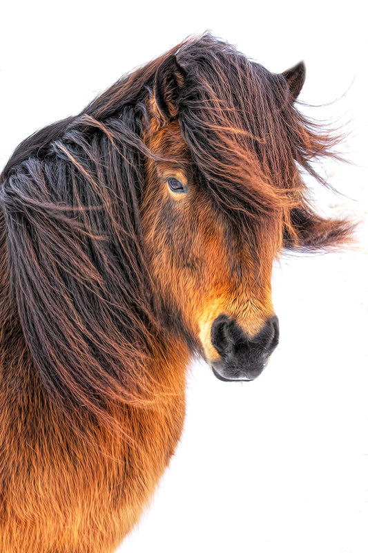 Icelandic Horse II