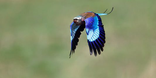 Lilac-breasted Roller V