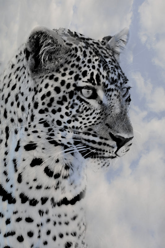 Leopard in the Sky B&W