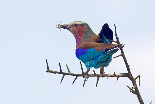 Lilac-breasted Roller IV