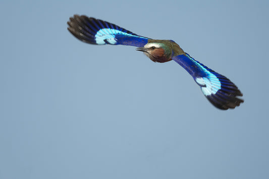 Lilic-breasted Roller in flight