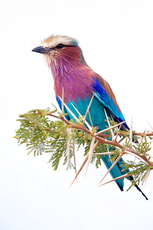 Lilac-breasted Roller III (Copy)