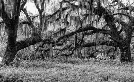 Live Oak B&W