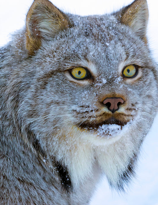 Lynx Portrait