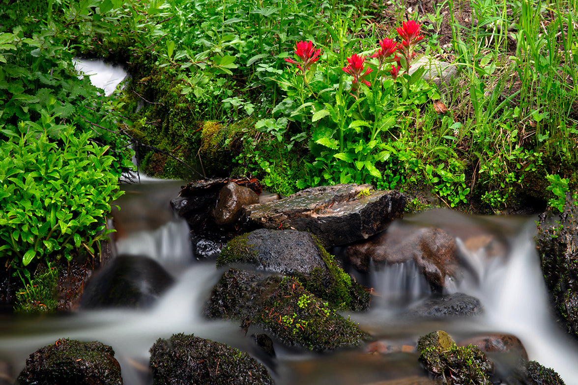 Mountain Spring