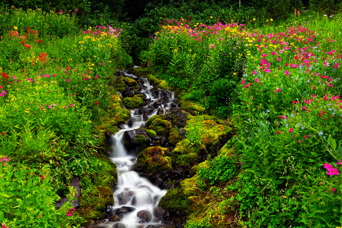 High Country Color