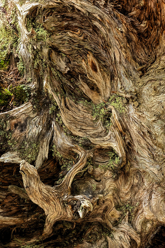 Old Mossy Stump