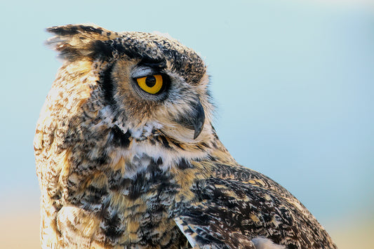 Great Horned Owl