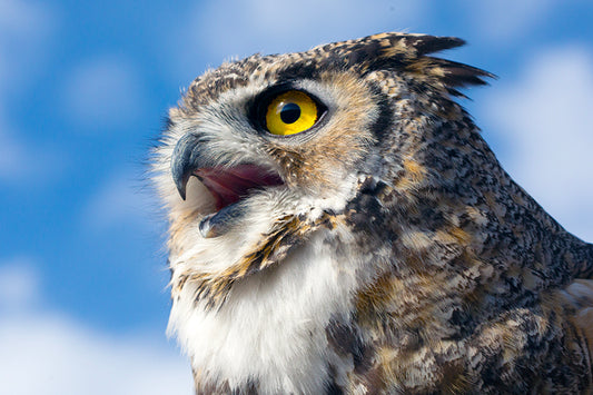 Great Horned Owl II