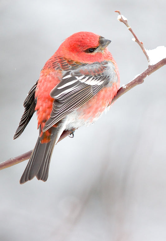 Pine Grossbeak