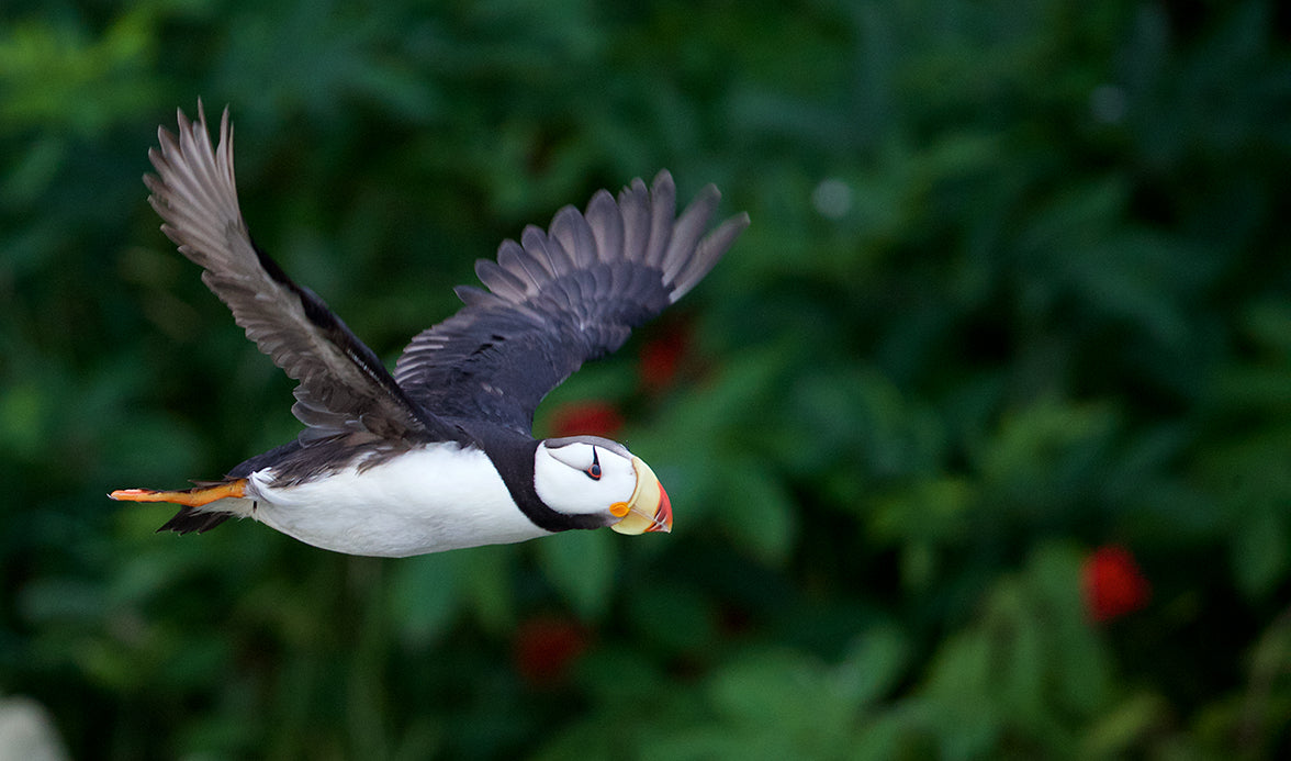 Horned Puffin in Flight