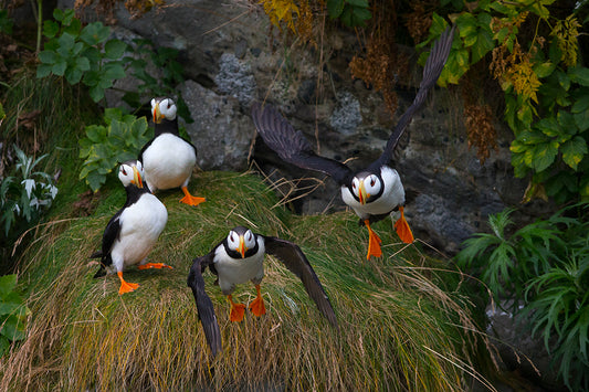 Puffins