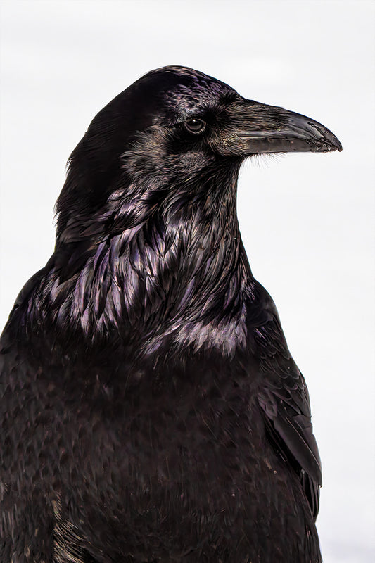 Raven Color