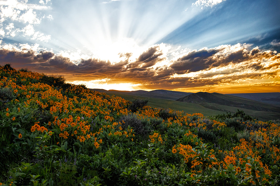 Sun Flowers