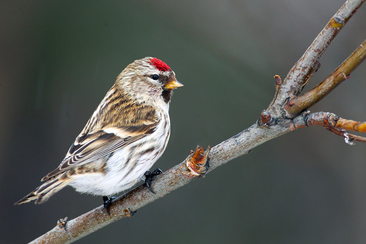 Red Poll