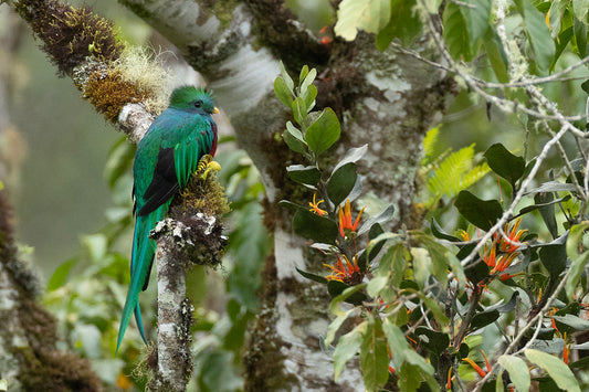 Resplendent Quetzal