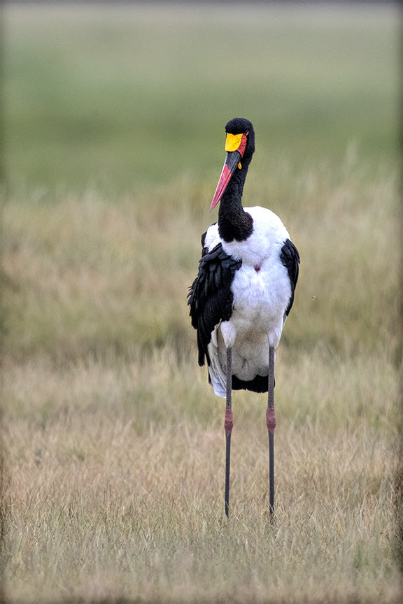 Saddle-billed Stork