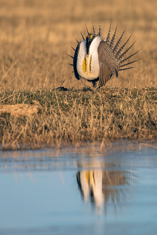 Sage Grouse Reflections