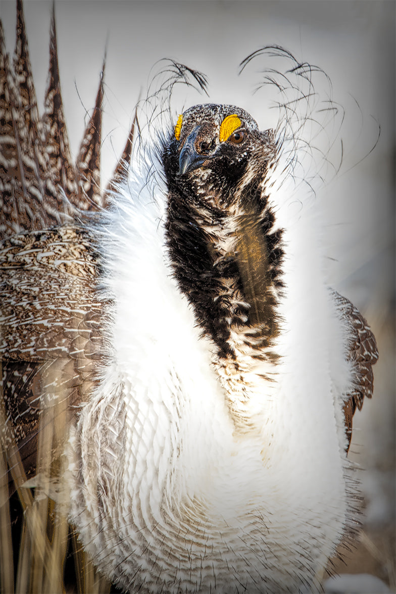 Sage Grouse Portrait