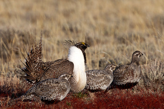 Sage Grouse Family