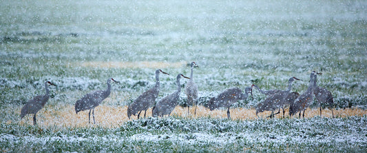 Cold Cranes