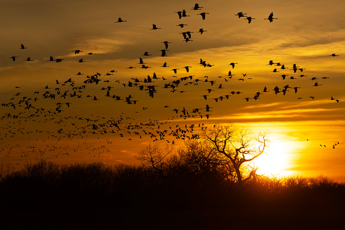 Platte River Sunset