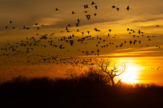 Platte River Sunset