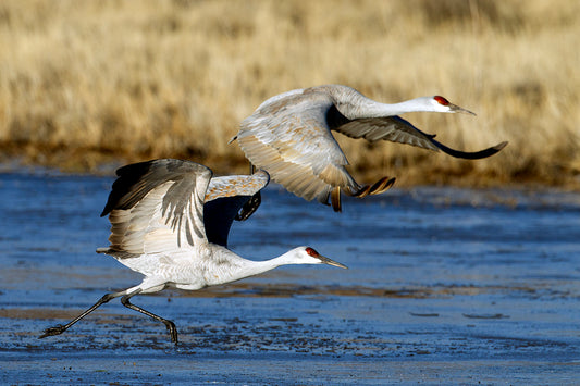 Taking Flight