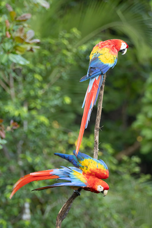 Scarlet Macaw Pair