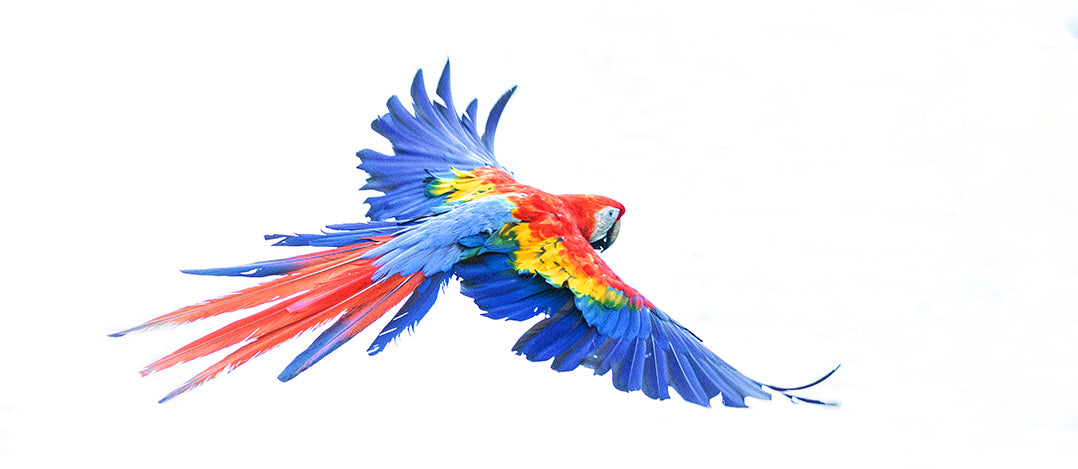 Wild Scarlet Macaw