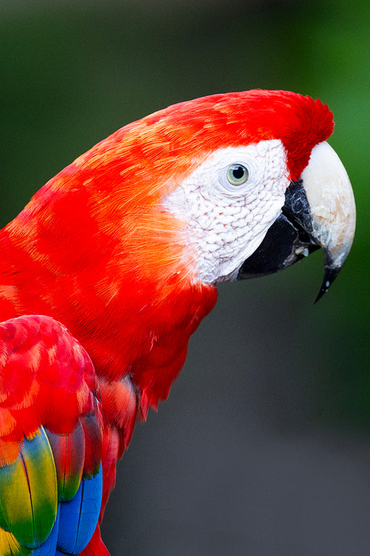 Scarlet Macaw Portrait