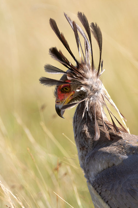 Secretary Bird