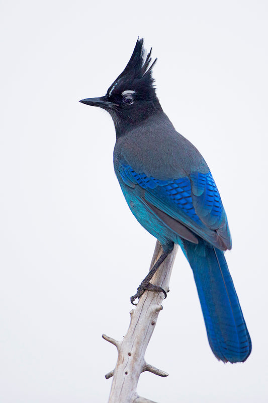 Steller's Jay