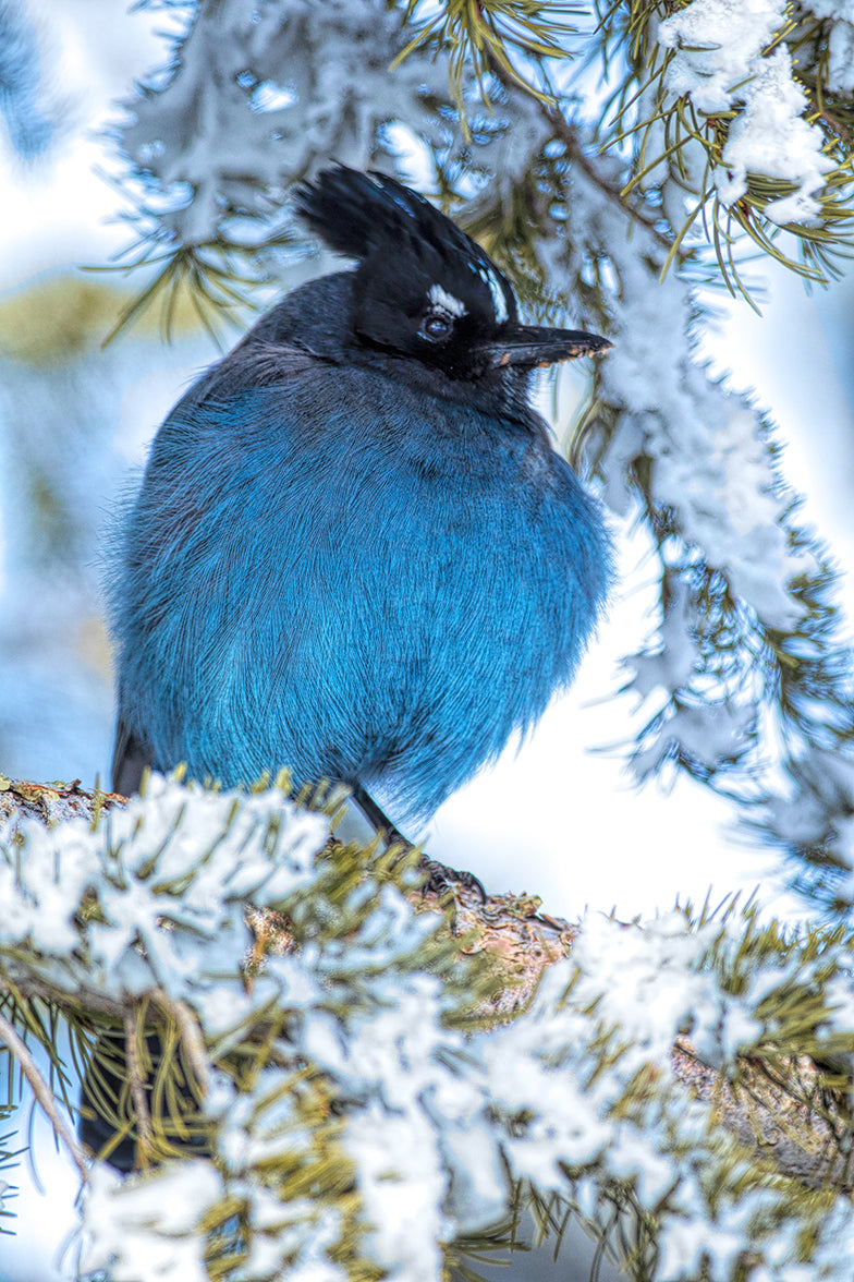 Snowy Steller