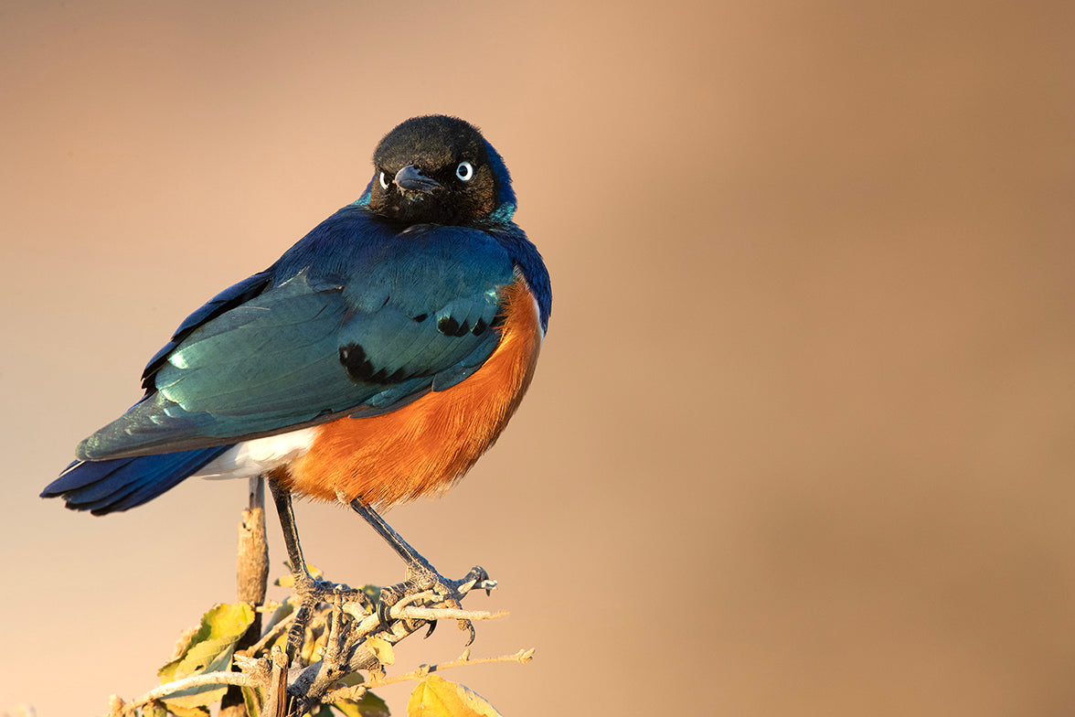 Superb Starling