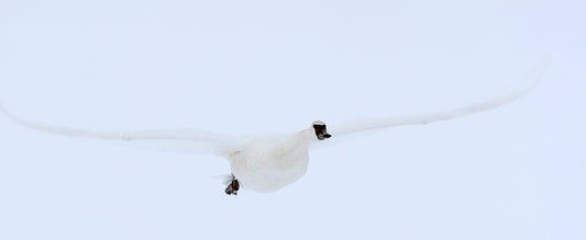 Trumpeter Swan